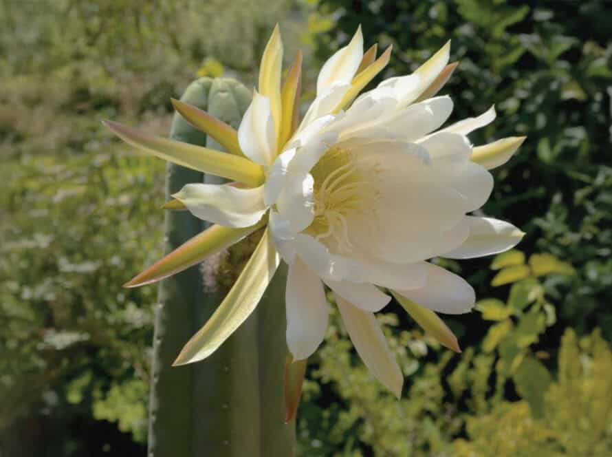 2. What to expect on your first plant medicien