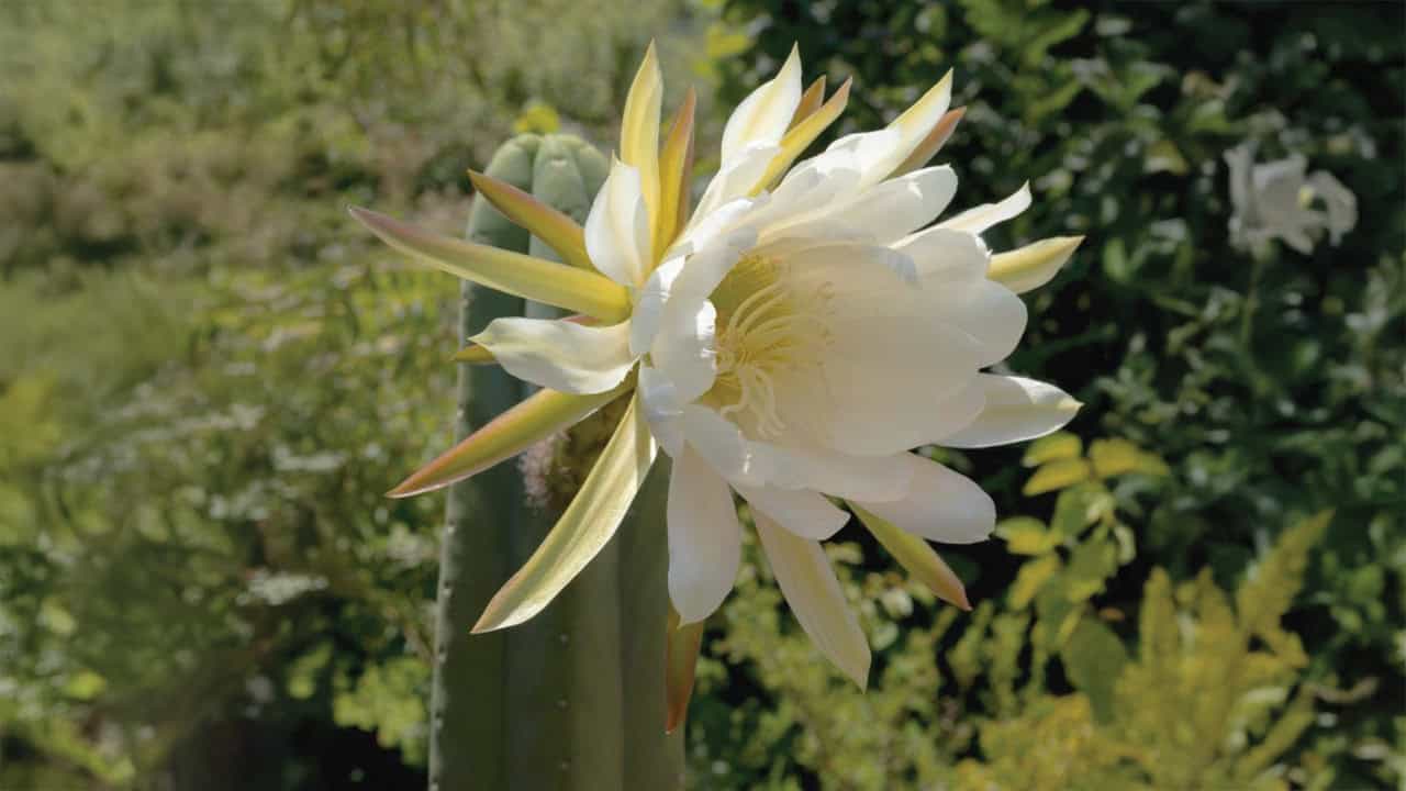 2. What to expect on your first plant medicien