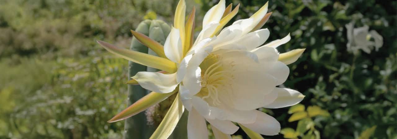 My Sacred Journey to Peru