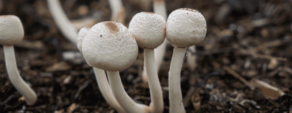 Psilocybin page