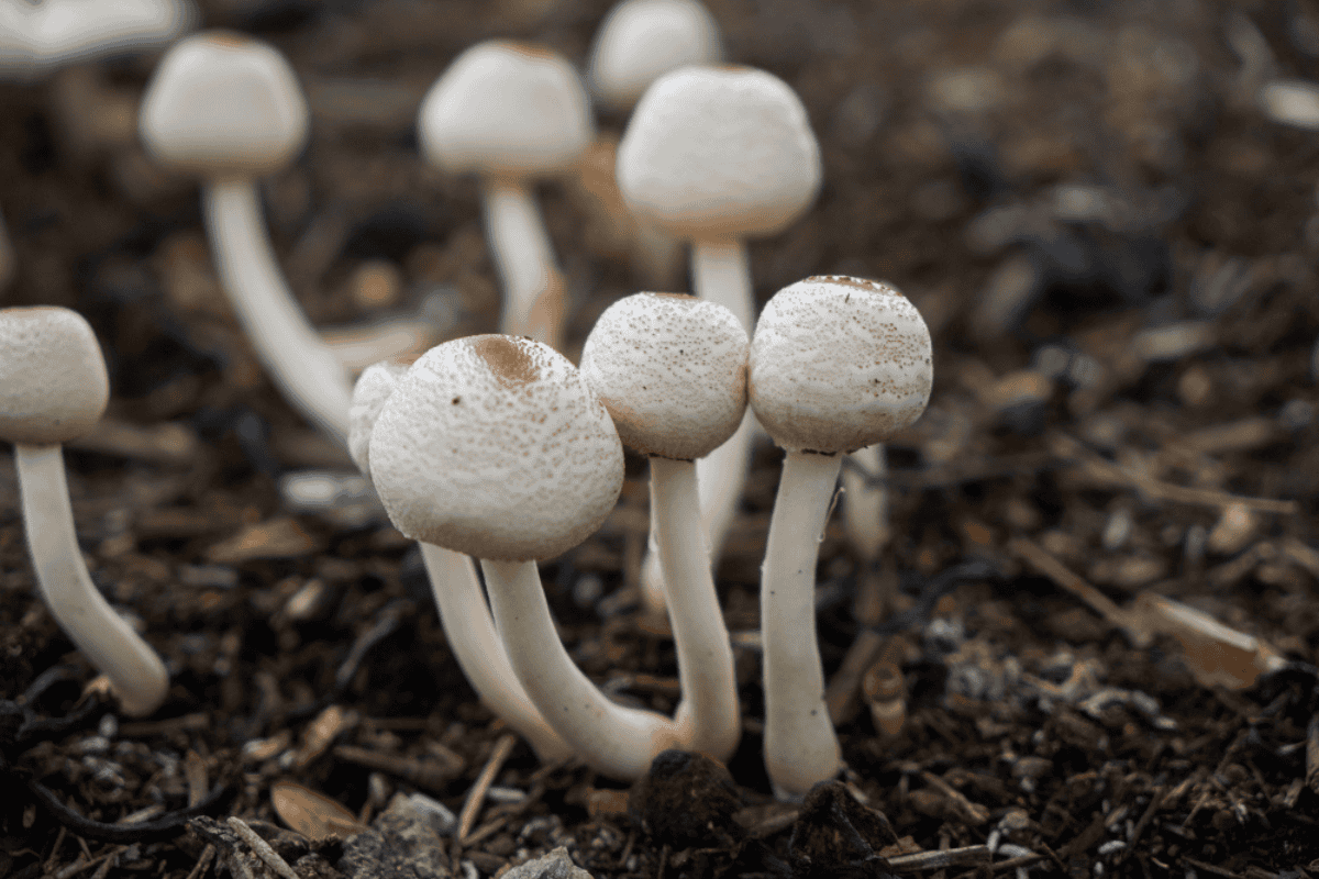 Psilocybin