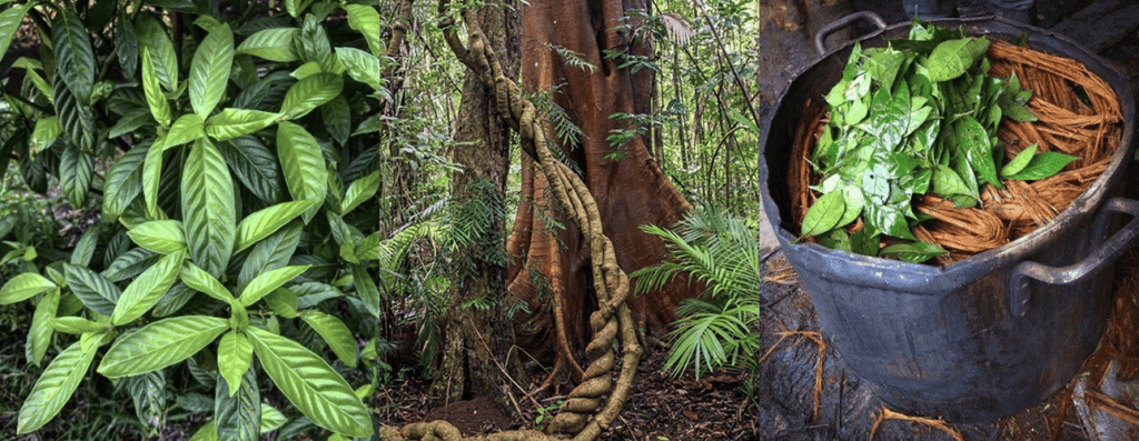 Ayahuasca head banner