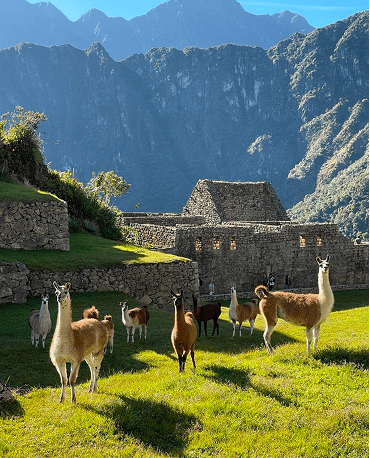 Machu Picchu caraosal 370 458 07