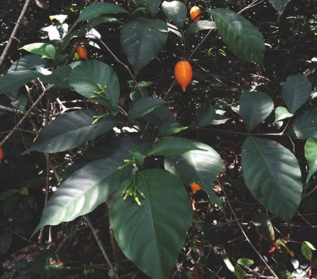 Deciding to Take Iboga or Ibogaine