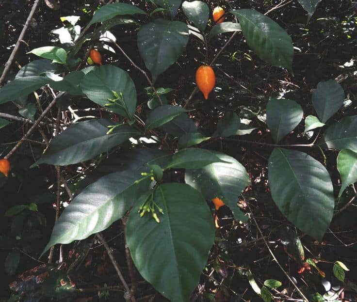 Deciding to Take Iboga or Ibogaine